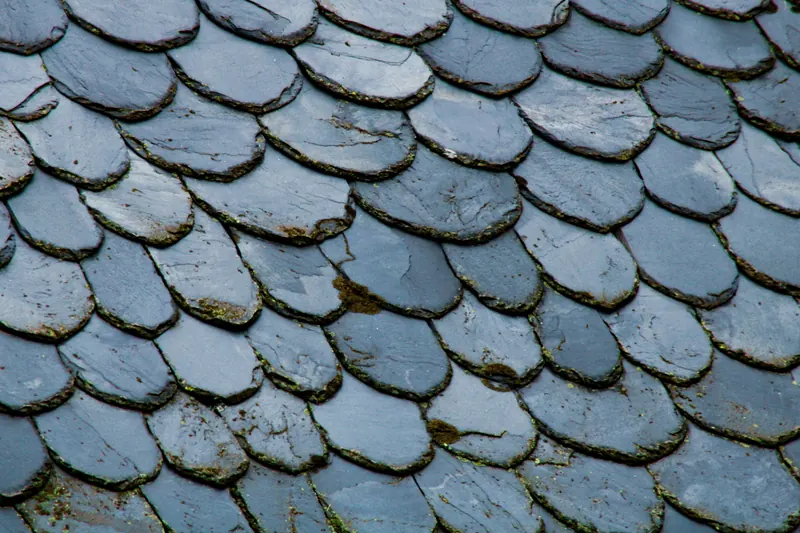 Gros plan sur des ardoises arrondies en écailles, gris bleuté, aux bords patinés de mousse