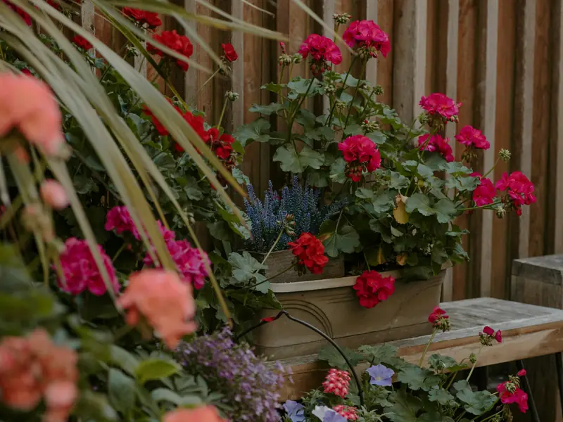 Coin de terrasse en bois garni de pots de géraniums roses, rouges et corail devant une palissade en lattes