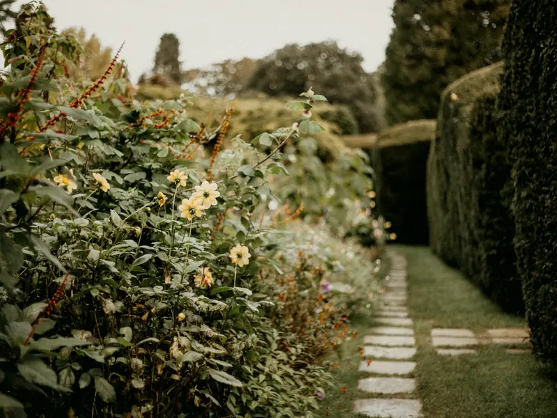 Allée de dalles dans l'herbe entre un massif de dahlias jaunes et une haute haie d'if taillée au cordeau