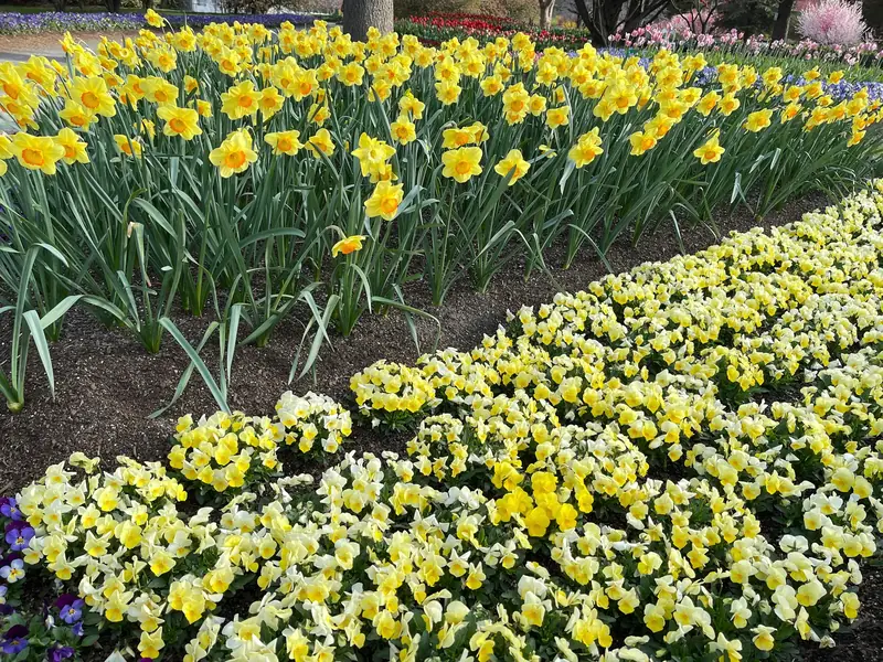 Massif en courbes planté de rangées de narcisses jaunes et de pensées claires sur un paillage brun
